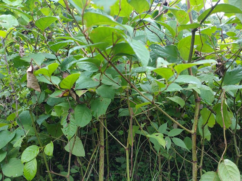 虎杖苗基地直发多年种植虎杖苗种植