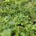 虎杖苗基地直发多年种植虎杖苗种植