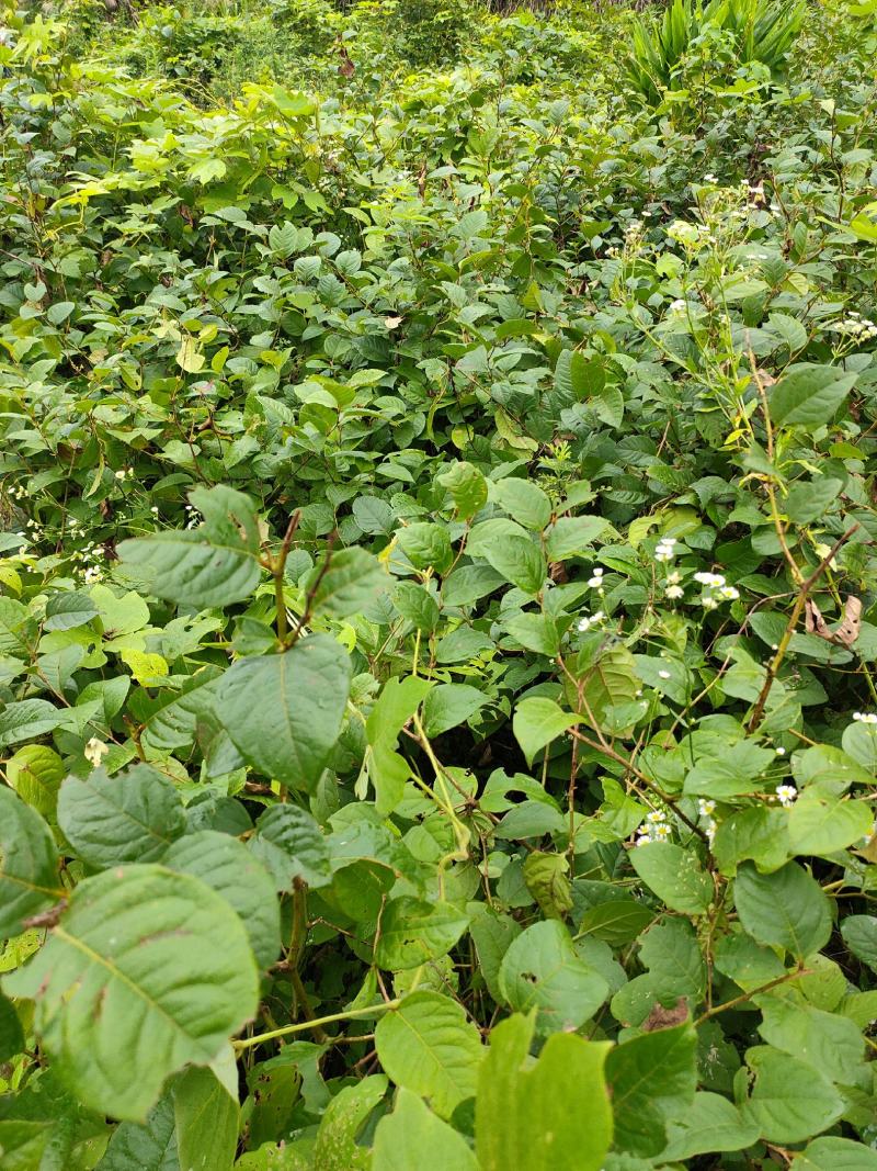 虎杖苗基地直发多年种植虎杖苗种植