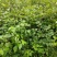 虎杖苗基地直发多年种植虎杖苗种植