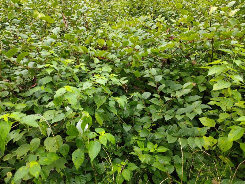 虎杖苗基地直发多年种植虎杖苗种植