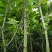 虎杖苗基地直发多年种植虎杖苗种植