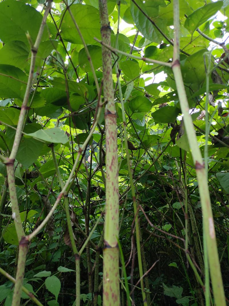虎杖苗基地直发多年种植虎杖苗种植