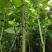 虎杖苗基地直发多年种植虎杖苗种植