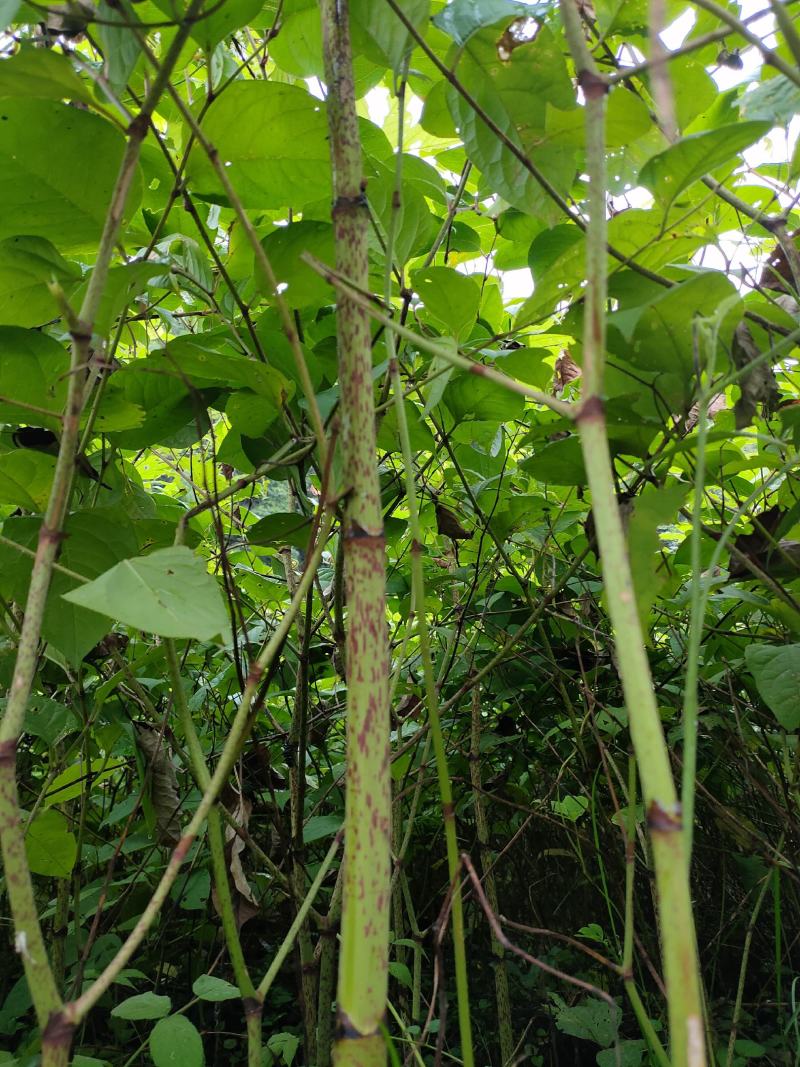 虎杖苗基地直发多年种植虎杖苗种植