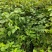 虎杖苗基地直发多年种植虎杖苗种植