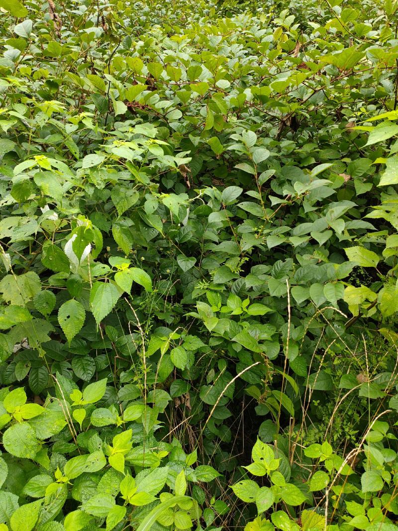 虎杖苗基地直发多年种植虎杖苗种植