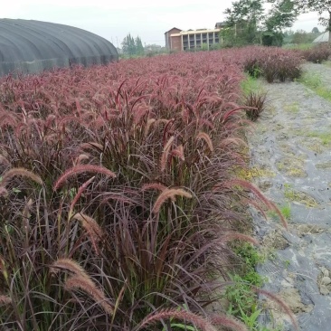 紫叶狼尾草杯苗双色杯地苗