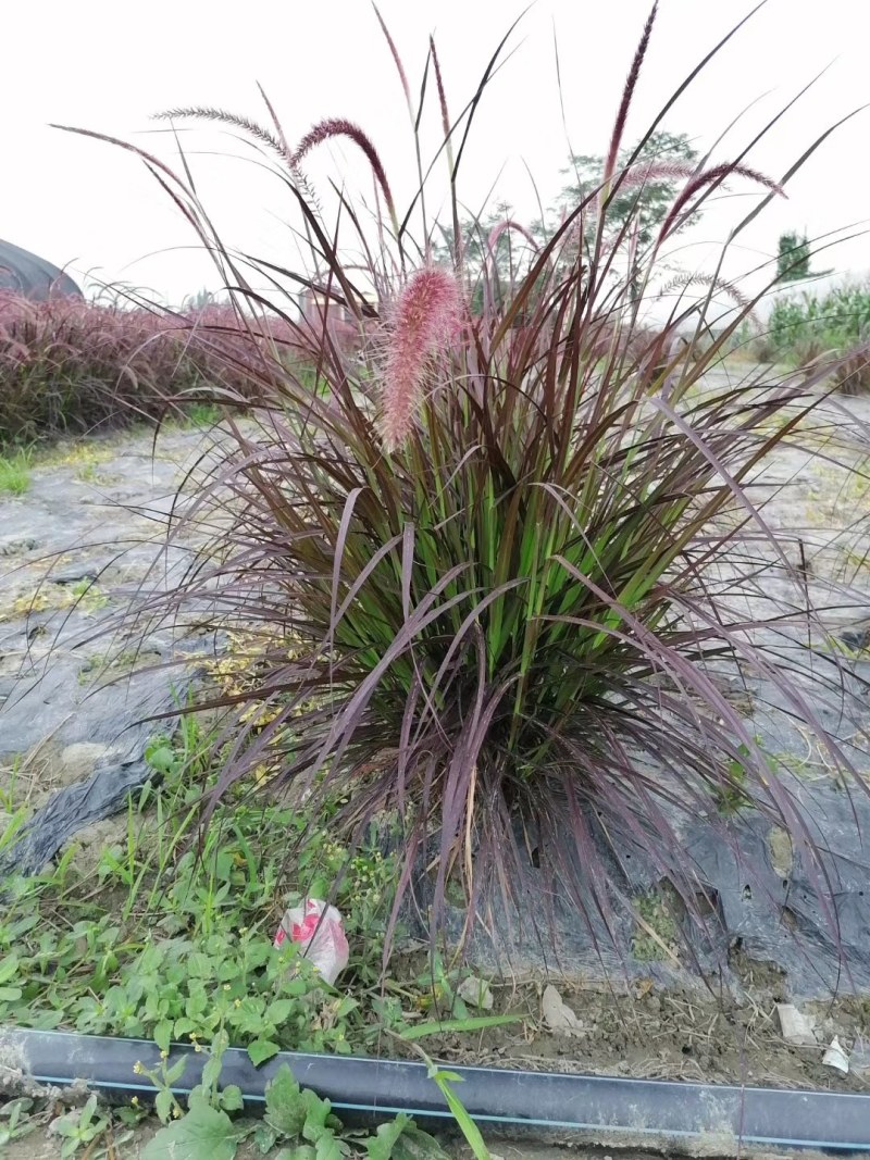紫叶狼尾草杯苗双色杯地苗