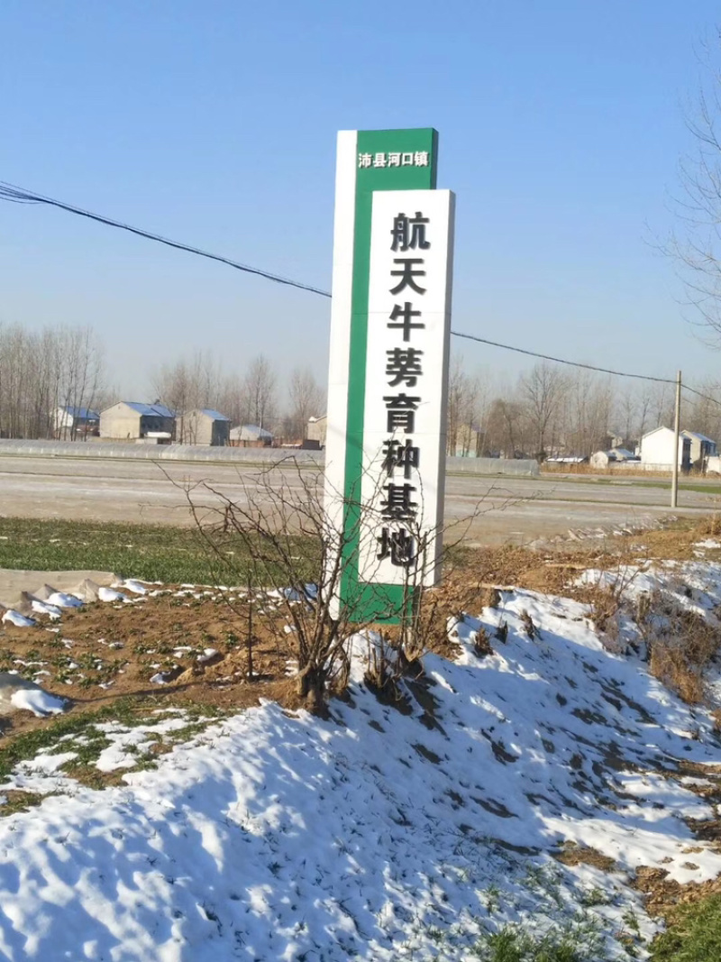 2026年新鲜牛蒡鲜牛蒡新上市整车发货多年经验品质高