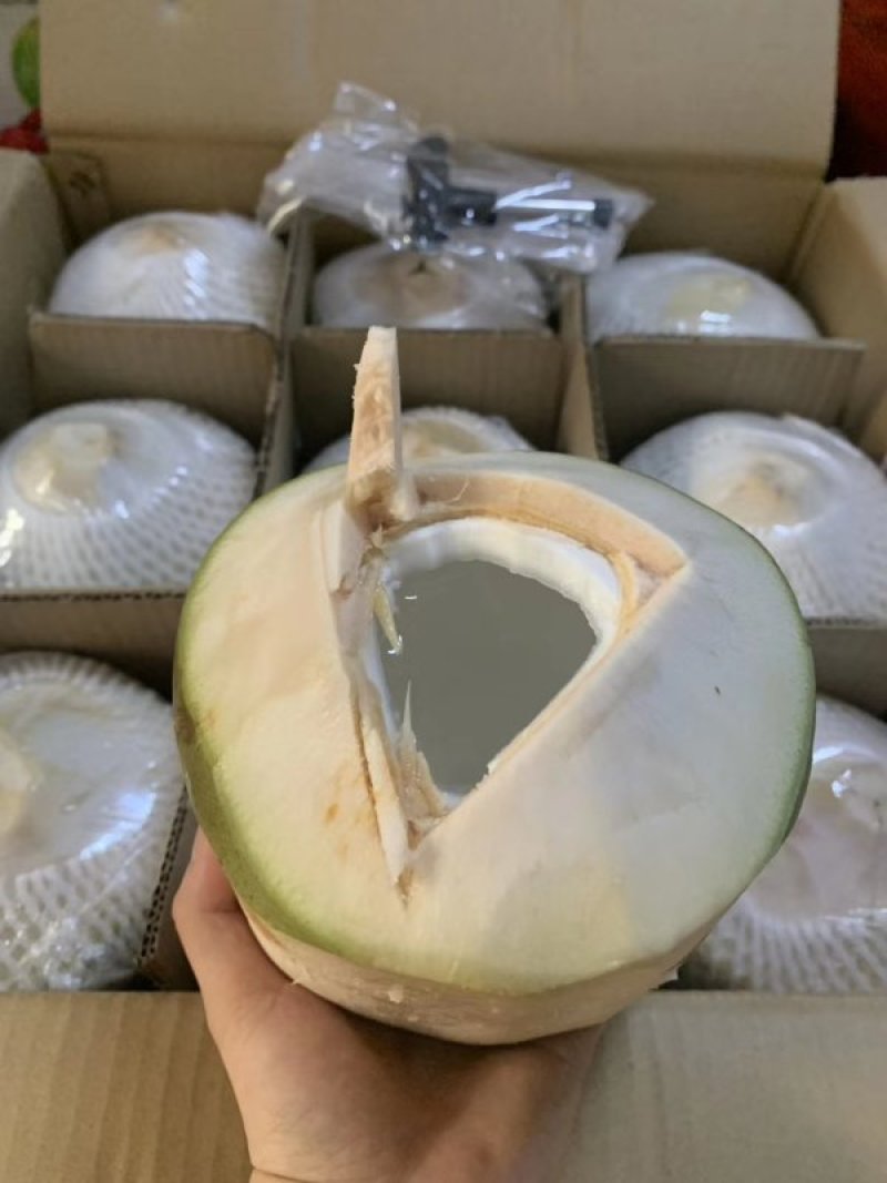 文昌青椰