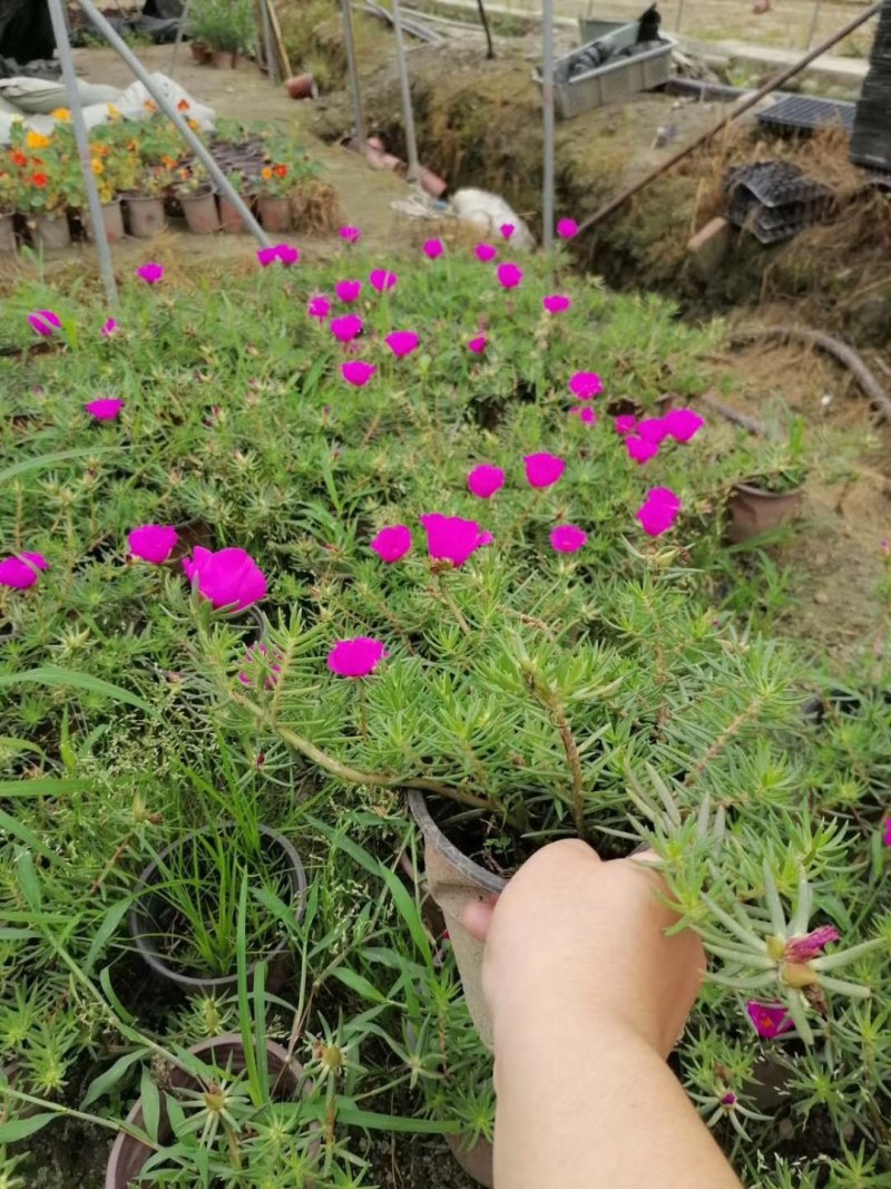 太阳花双色杯杯苗10-15