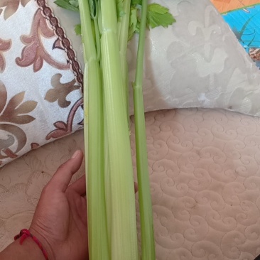 芹菜中芹，质量保证，诚信合作