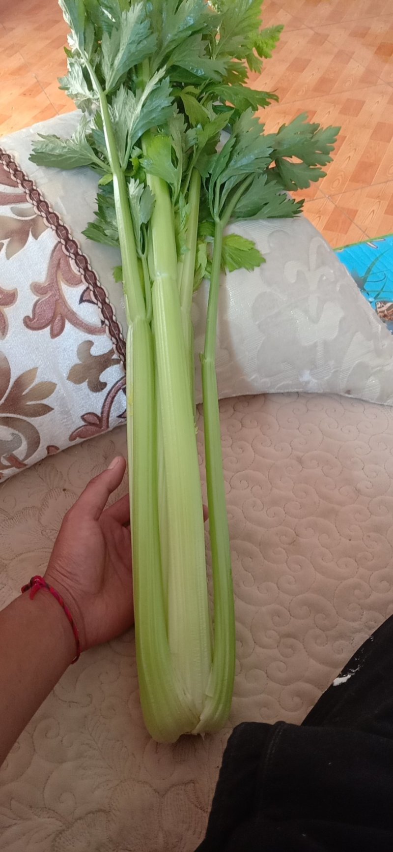 芹菜中芹，质量保证，诚信合作