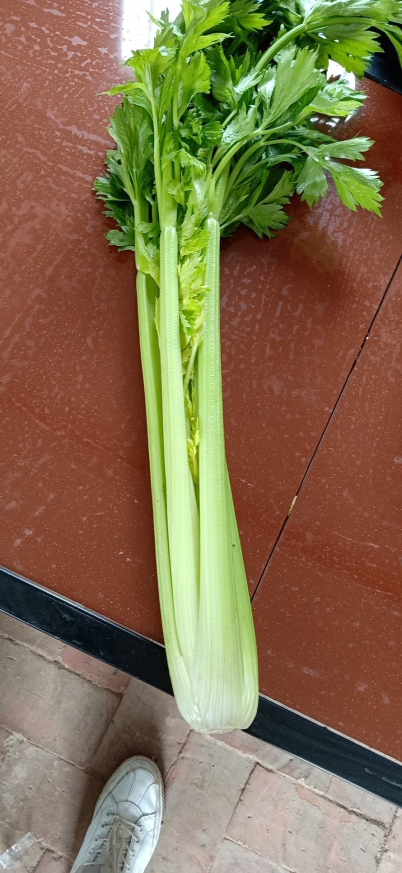 芹菜中芹，质量保证，诚信合作