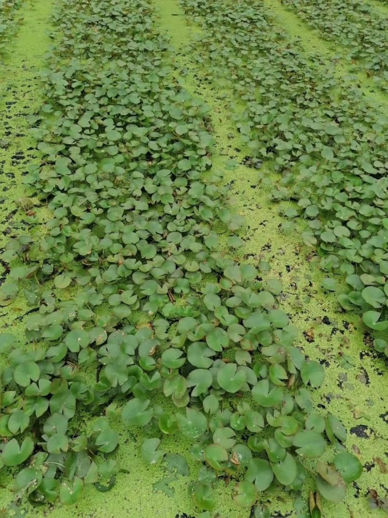 睡莲水生植物成都价格多少钱