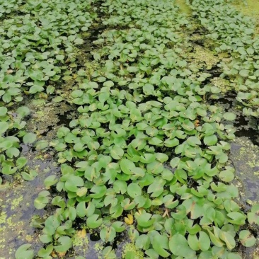 睡莲水生植物成都价格多少钱