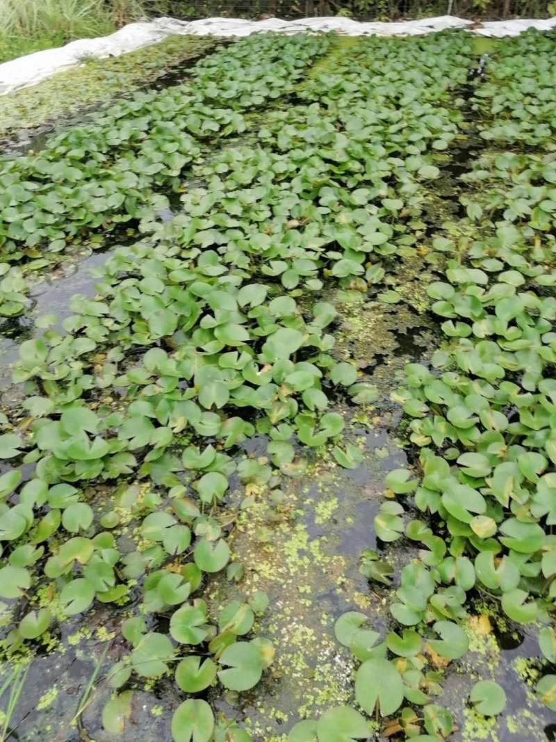 睡莲水生植物成都价格多少钱
