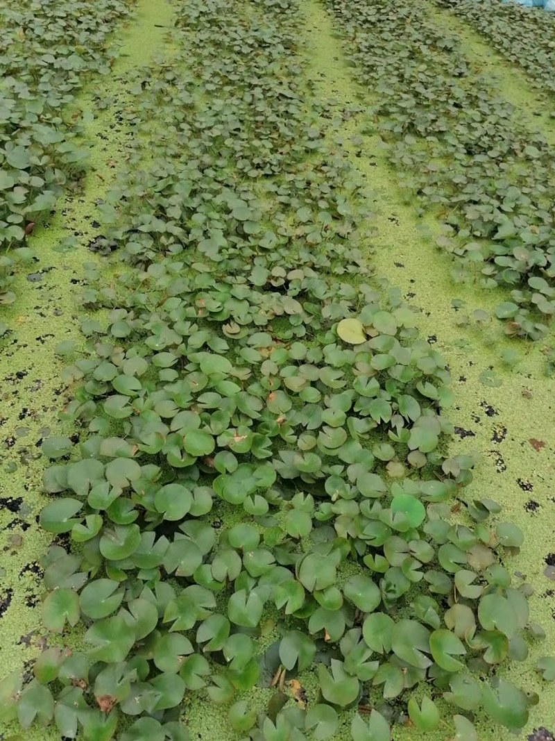 睡莲水生植物成都价格多少钱
