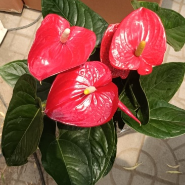红掌