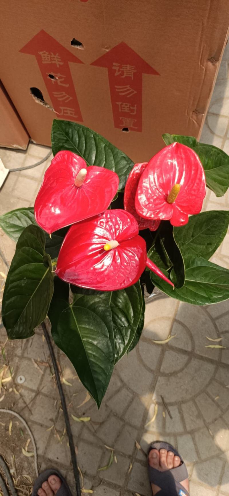 红掌