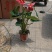 红掌