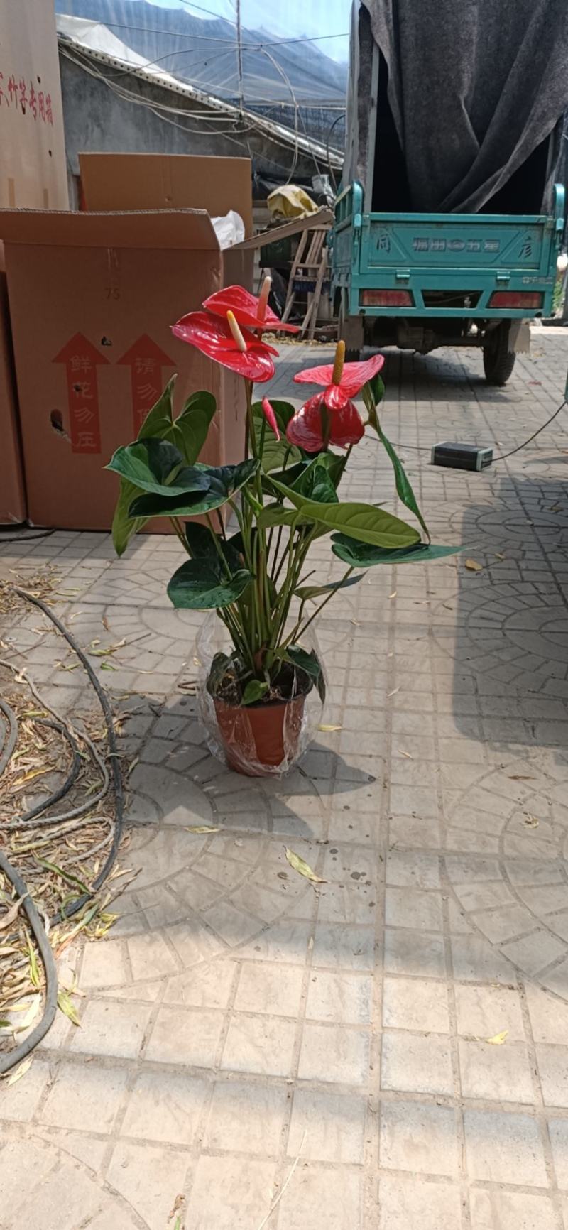 红掌