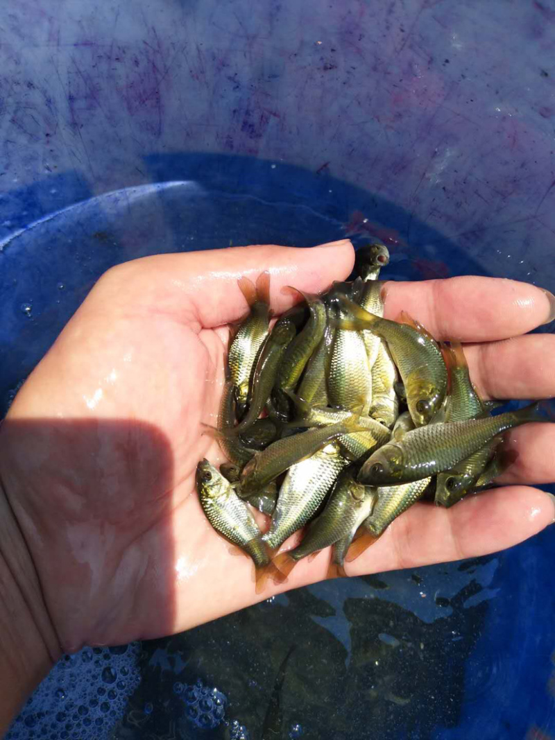 【鲤鱼苗】基地直销、规格齐全。包送货上门