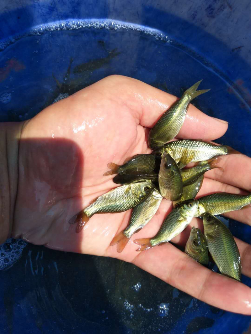 【鲤鱼苗】基地直销、规格齐全。包送货上门