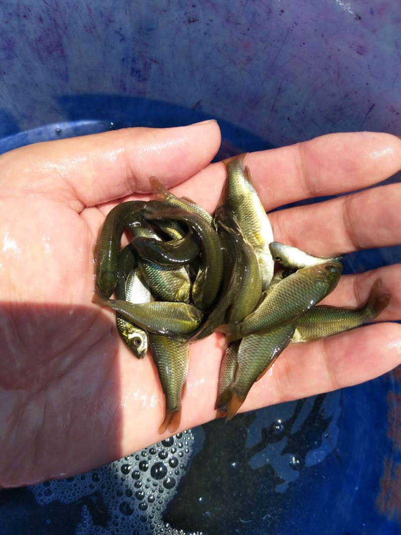 【鲤鱼苗】基地直销、规格齐全。包送货上门