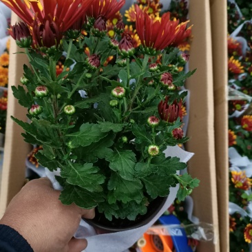 菊花烟花菊