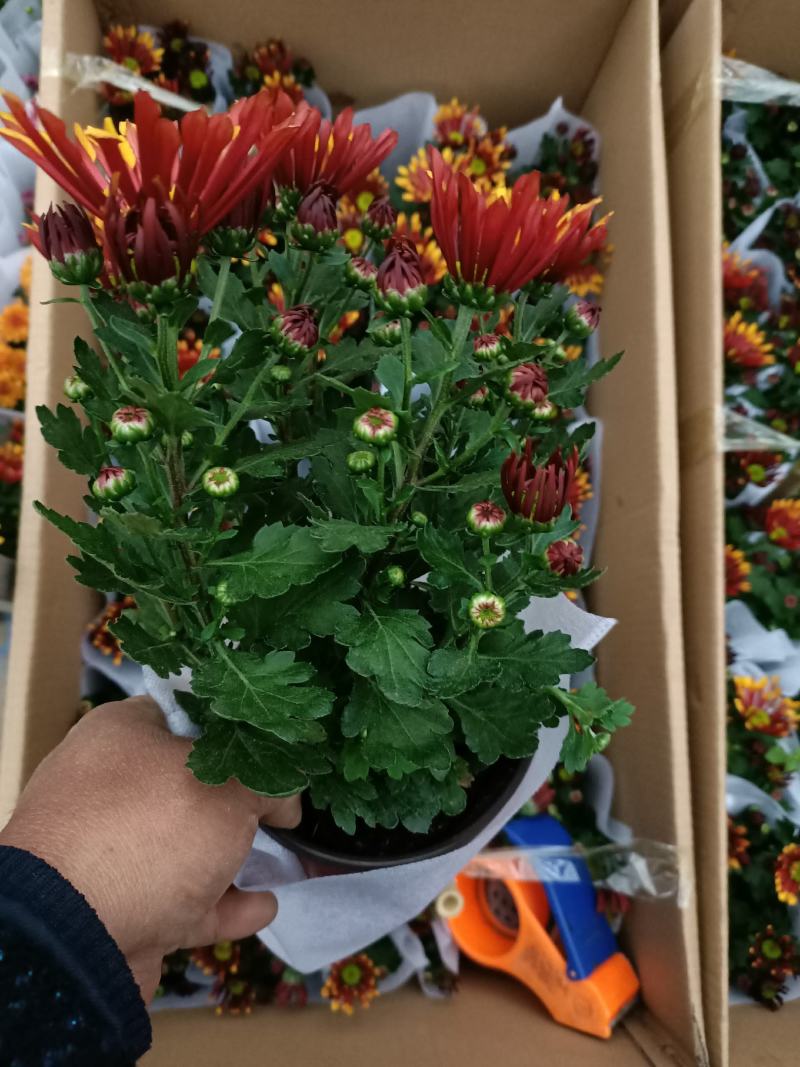 菊花烟花菊