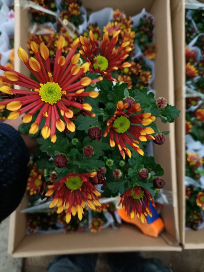 菊花烟花菊