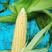 湖北甜玉米，产地直发，质量可靠，欢迎咨询，品种全，质量好