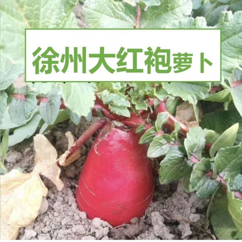 夏邑大红袍萝卜种子红皮白肉耐热耐寒秋播萝卜籽红皮萝卜种子