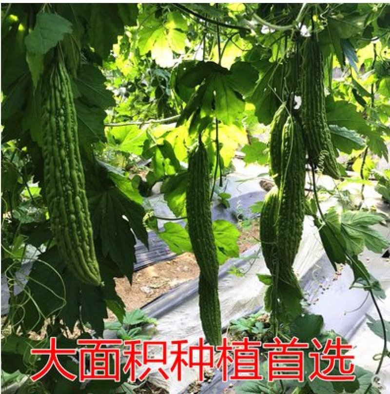 苦瓜苗杂交苦瓜直播嫁接苗齐顶油量抗病高产量