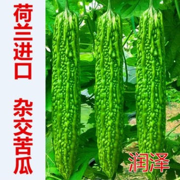 苦瓜苗杂交苦瓜直播嫁接苗齐顶油量抗病高产量