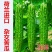 苦瓜苗杂交苦瓜直播嫁接苗齐顶油量抗病高产量