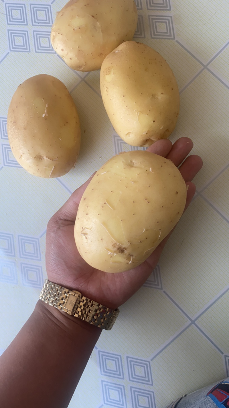 辽宁电商土豆大量上市，皮毛好，属形好，专业的工人。质量说