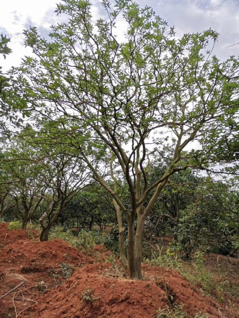 丛生香泡香橼自家苗圃基地直供随时打号起苗装车