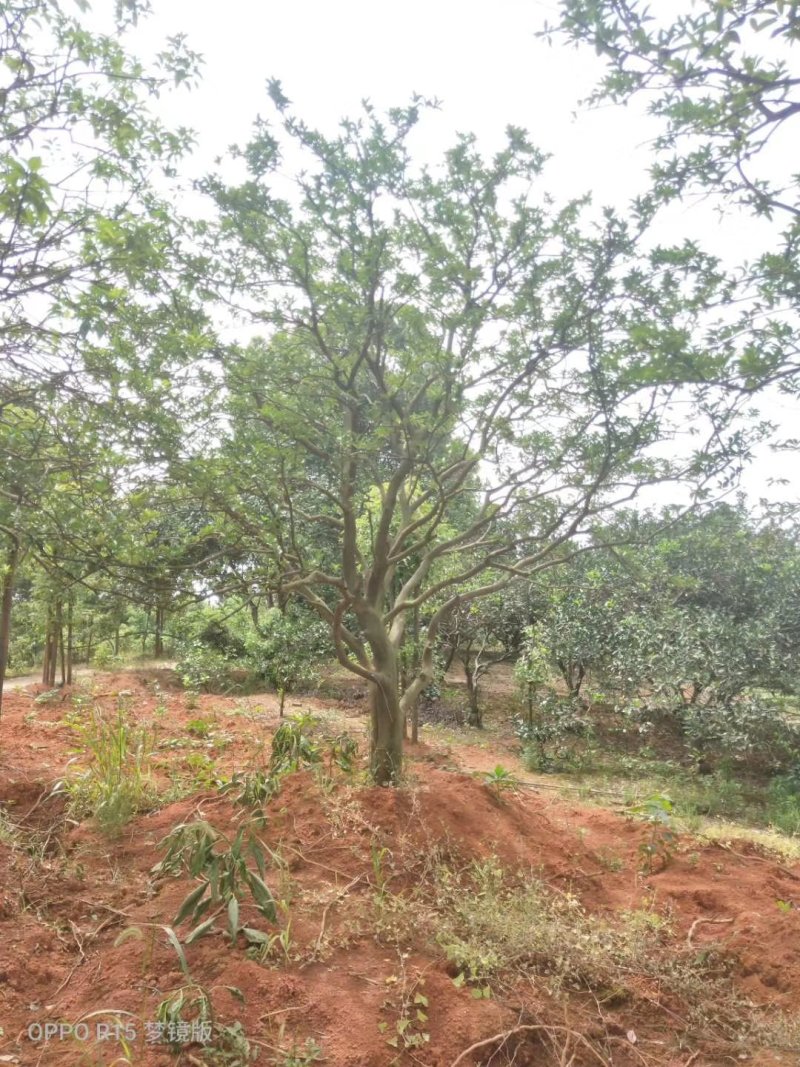 丛生香泡香橼自家苗圃基地直供随时打号起苗装车