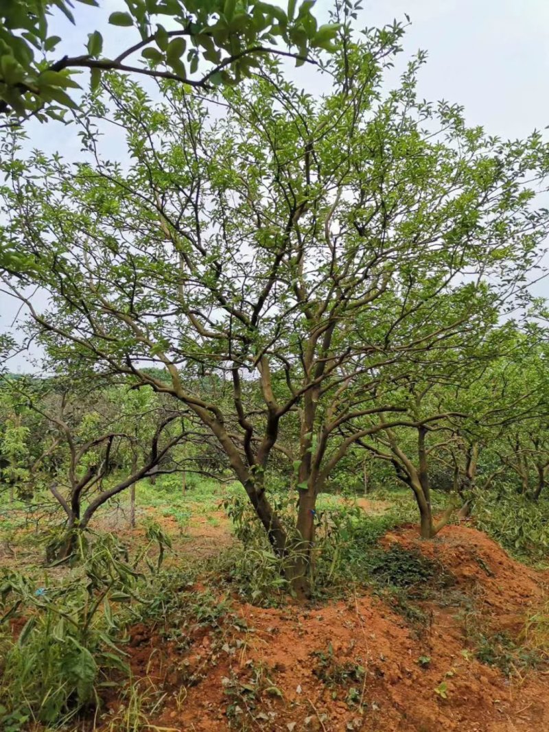 丛生香泡香橼自家苗圃基地直供随时打号起苗装车