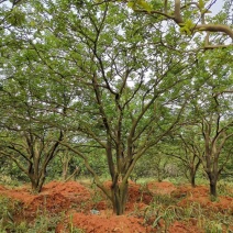 丛生香泡香橼自家苗圃基地直供随时打号起苗装车