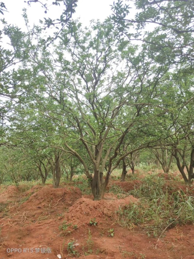 丛生香泡香橼自家苗圃基地直供随时打号起苗装车