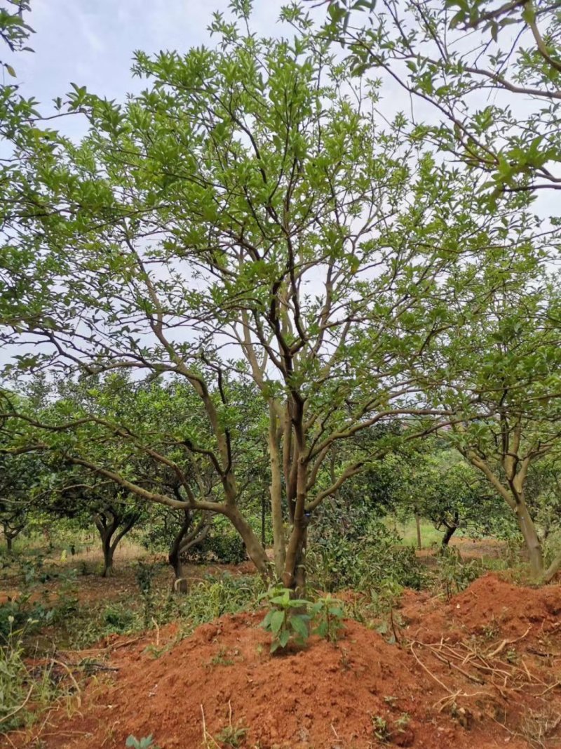 丛生香泡香橼自家苗圃基地直供随时打号起苗装车