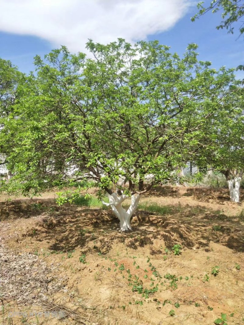 香橼香泡丛生香泡丛生香橼自家苗圃基地4-6米高度