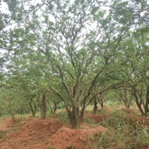 香橼香泡丛生香泡丛生香橼自家苗圃基地4-6米高度