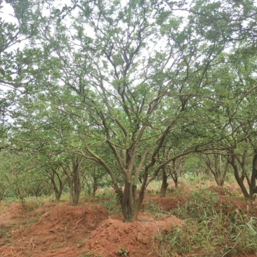 香橼香泡丛生香泡丛生香橼自家苗圃基地4-6米高度