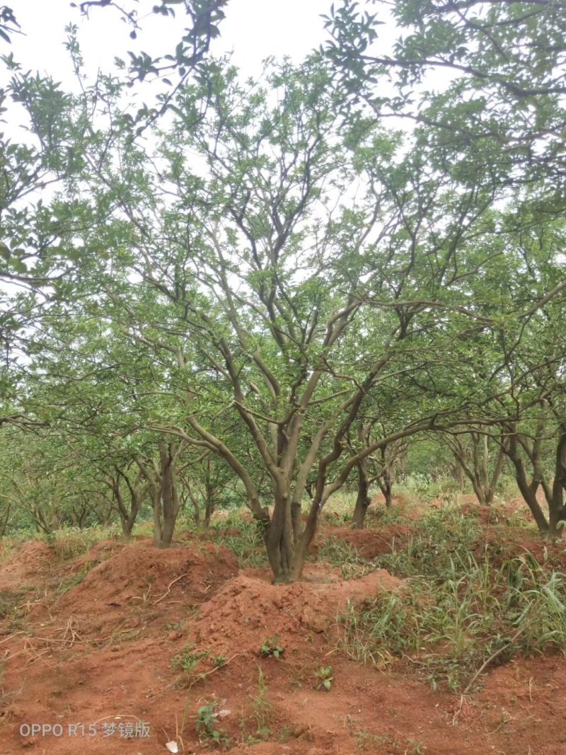 香橼香泡丛生香泡丛生香橼自家苗圃基地4-6米高度