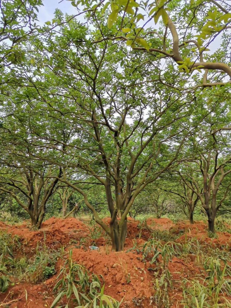 香橼香泡丛生香泡丛生香橼自家苗圃基地4-6米高度